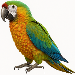 Starlight Macaw